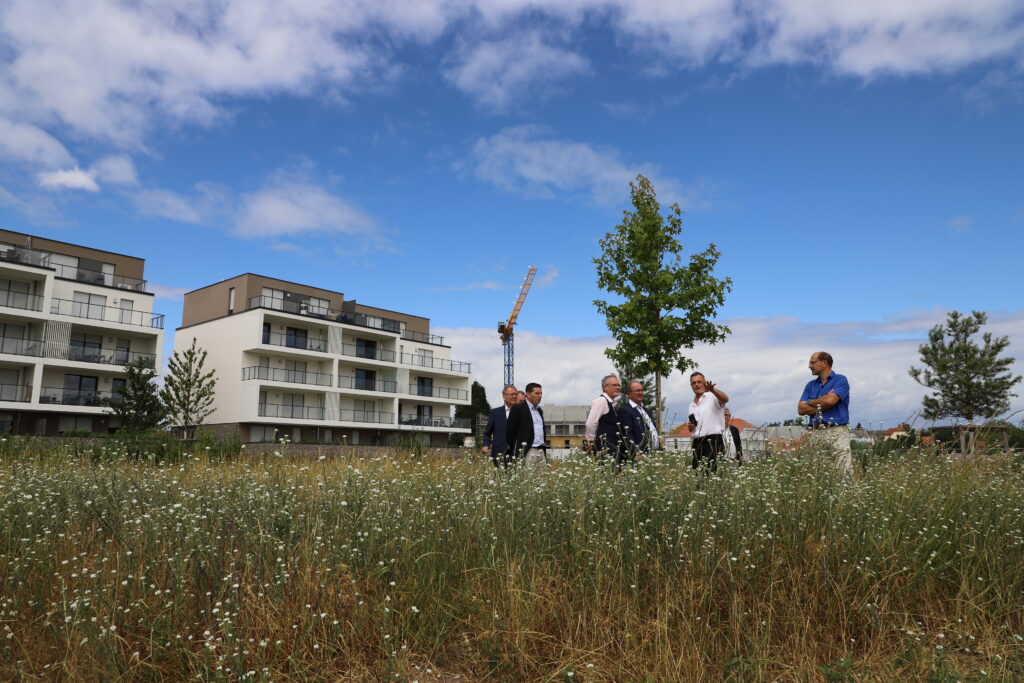 Delta Promotion : première arbre à Haguenau